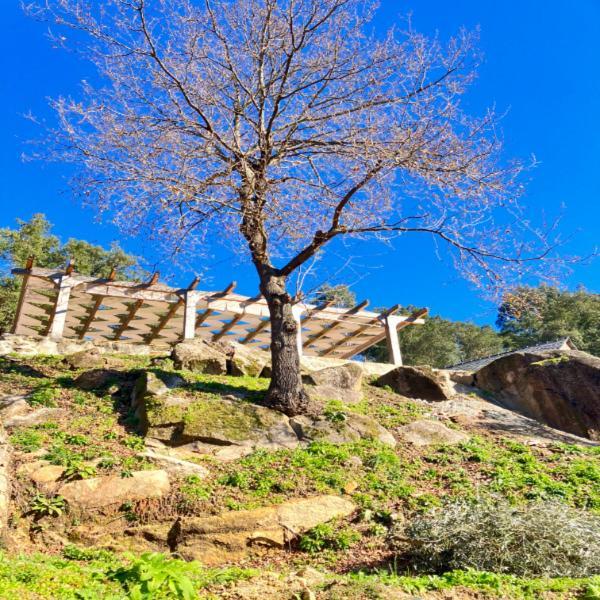 الفارينغا Paiva Valley المظهر الخارجي الصورة